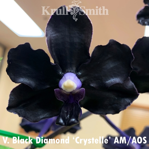 Vanda Black Diamond x Pda. Erika Cizek Dann (Dug Ups) Parent 1