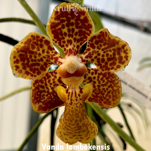 Pda. James Craig Adamson x Vanda lombokensis (Dug Ups) Parent 2