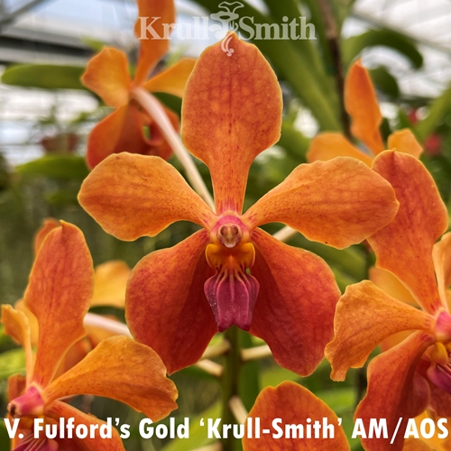 Vanda Fulford's Gold x Vanda lombokensis (Dug Ups) Parent 1
