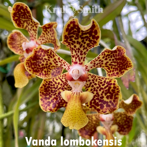 Vanda Fulford's Gold x Vanda lombokensis (Dug Ups) Parent 2