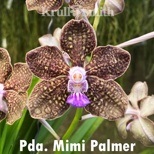 Vanda Mimi Palmer x Motes Purple Haze