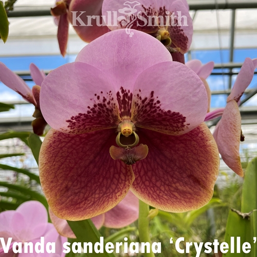 Vanda sanderiana x Vanda lombokensis (Dug Ups) Parent 1