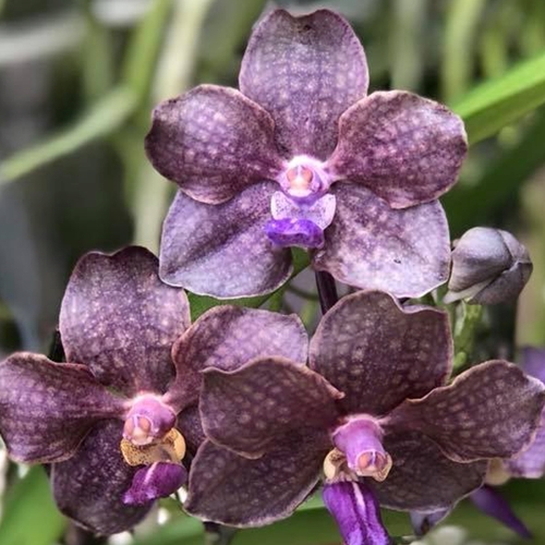 Seedling Parent B Vanda Emrys Chew x Vanda Motes Purple Rain (Dug Ups)