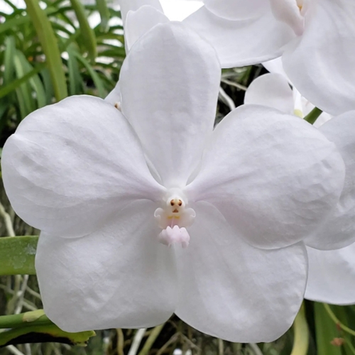 Vanda Grove's Dream (White) x Vanda lombokensis (Dug Ups) Hybrid