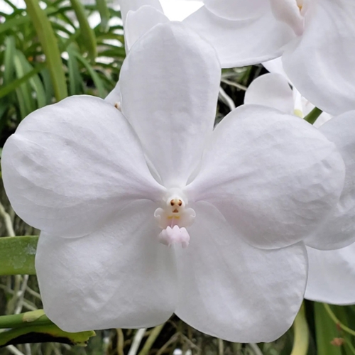 Vanda Grove's Dream (White) x Vanda lombokensis (Dug Ups)