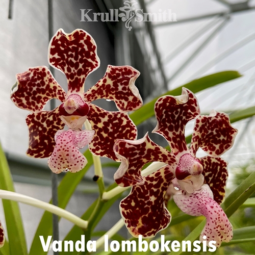 Seedling Parent B Vanda Grove's Dream (White) x Vanda lombokensis (Dug Ups)