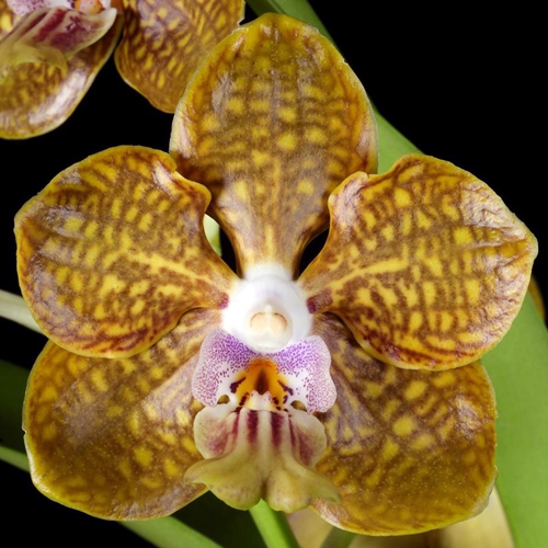 Pda. Batram x Vanda lombokensis (Dug Ups) Parent 1