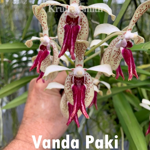 Vanda Paki x Vanda lombokensis (Dug Ups) Hybrid