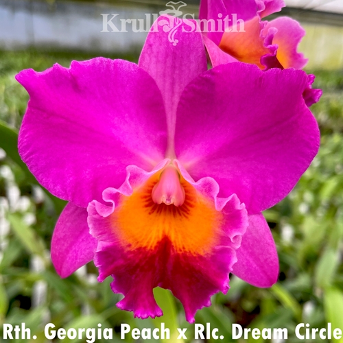 Rth. Georgia Peach x Rlc. Dream Circle