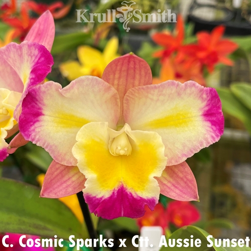 Cattleya Cosmic Sparks x Ctt. Aussie Sunset