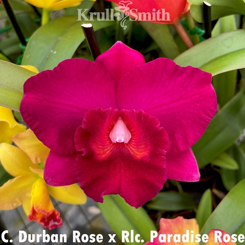 Cattleya Durban Rose x Rlc. Paradise Rose