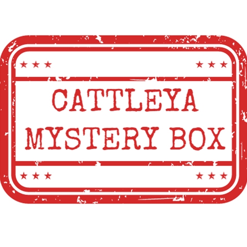 *Cattleya Mystery 5-Pack*