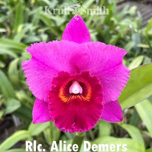 Cattleya Mystery 5-Pack*