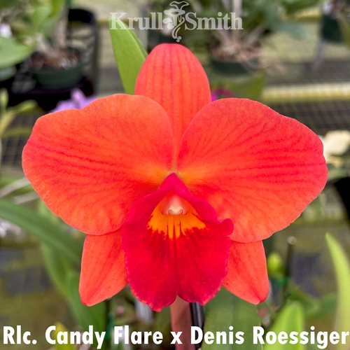 Cattleya Mystery 5-Pack*