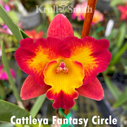 Cattleya Mystery 5-Pack*