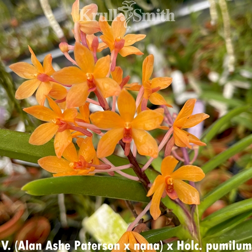 Vanda (Alan Ashe Patterson x nana) x Holc. pumilum