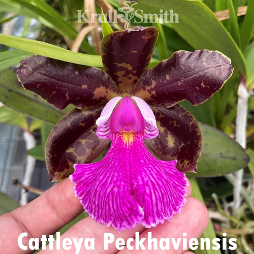 Cattleya Peckaviensis