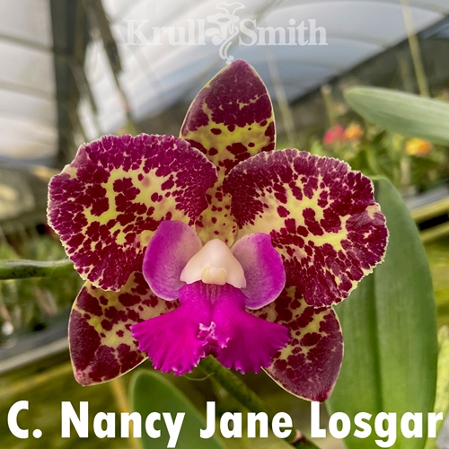 Cattleya Nancy Jane Losgar