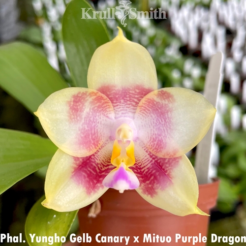 Phalaenopsis Yungho Gelb Canary x Mituo Purple Dragon