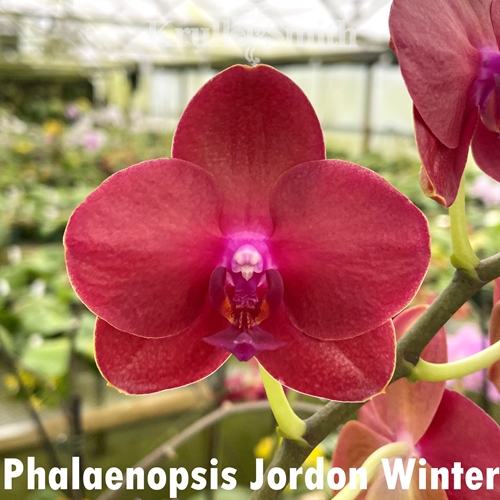Phalaenopsis Jordon Winter
