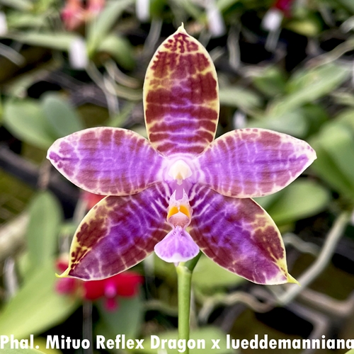 Phalaenopsis Mituo Reflex Dragon x lueddemanniana