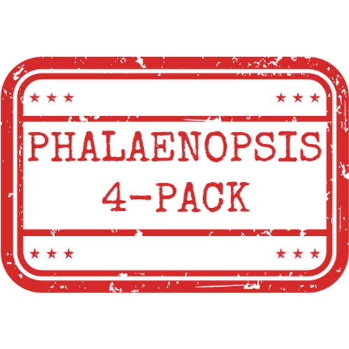 *Phalaenopsis 4-Pack*