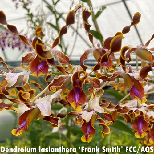 Dendrobium lasianthera ('Frank Smith' FCC/AOS x 'Crystelle' AM/AOS) Parent 1