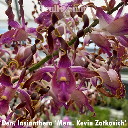 Dendrobium lasianthera ('Mem. Kevin Zatkovich' x 'Krull-Smith' FCC/AOS)