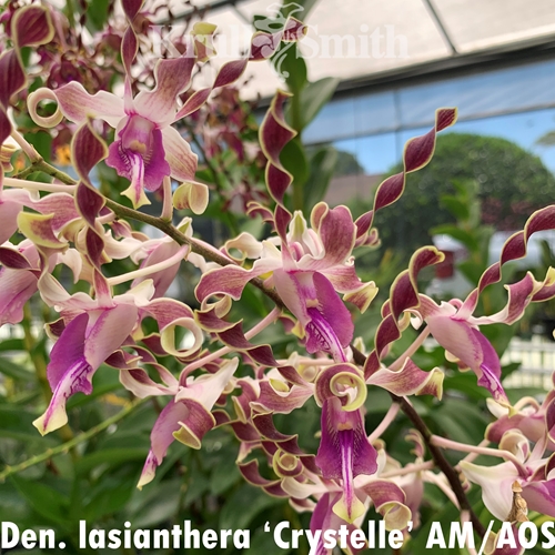Dendrobium lasianthera ('Crystelle' AM/AOS x 'Krull's Twisted Sister' AM/AOS)