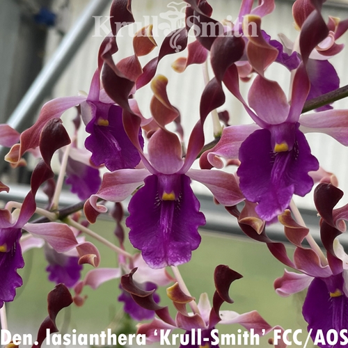 Dendrobium lasianthera ('Frank Smith' FCC/AOS x 'Krull-Smith' FCC/AOS) Parent 2