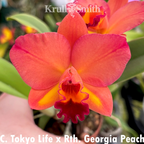 Cattleya Tokyo Life x Rth. Georgia Peach