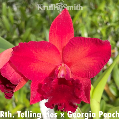 Rth. Telling Lies x Georgia Peach