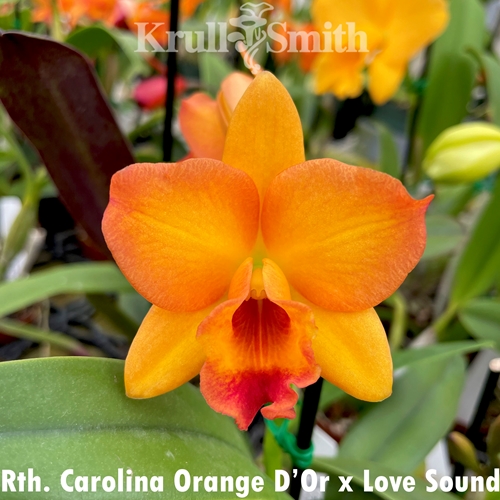 Rth. Carolina Orange D'or x Love Sound