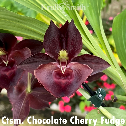 Catasetum Chocolate Cherry Fudge