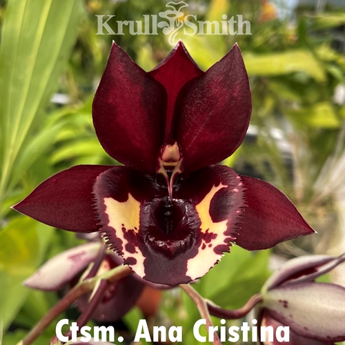 Catasetum Ana Cristina