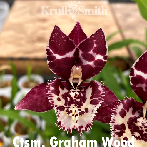 Catasetum Graham Wood