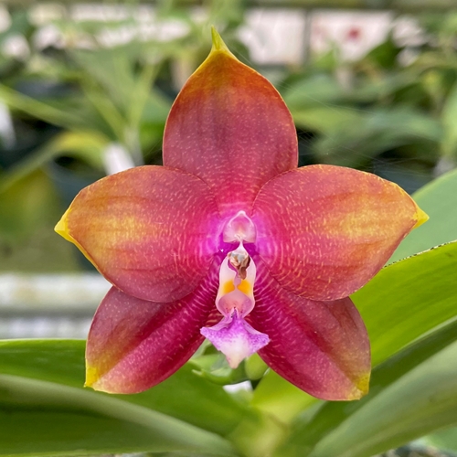 Phalaenopsis Select 1