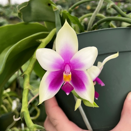 Phalaenopsis Select 1