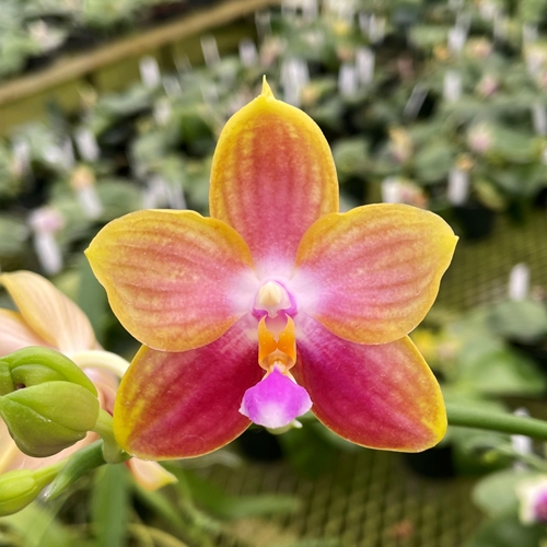 Phalaenopsis Select 3