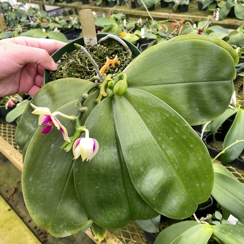 Phalaenopsis Select 4