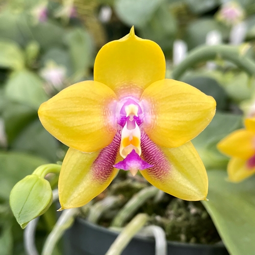 Phalaenopsis Select 5