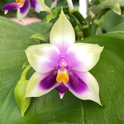 Phalaenopsis Select 5