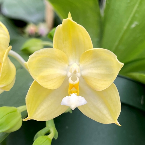 Phalaenopsis Select 9