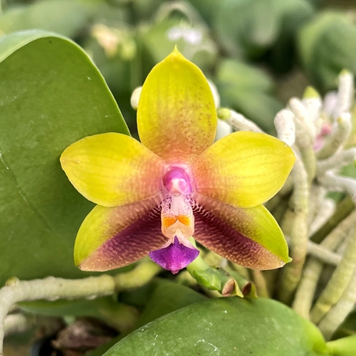 Phalaenopsis Select 9