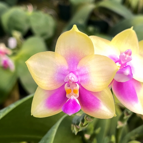 Phalaenopsis Select 10