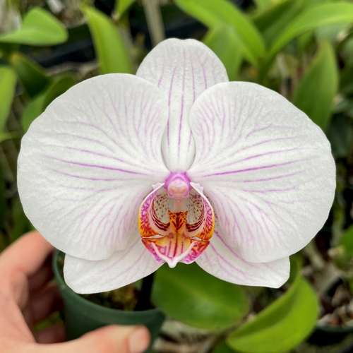 Phalaenopsis Kelli Curry x Kat Kull