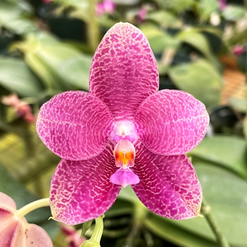 Phalaenopsis Select 13