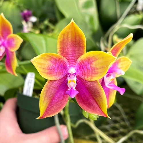 Phalaenopsis Select 13