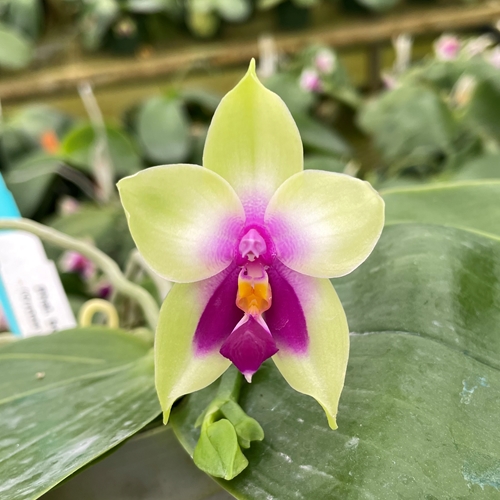 Phalaenopsis Select 18