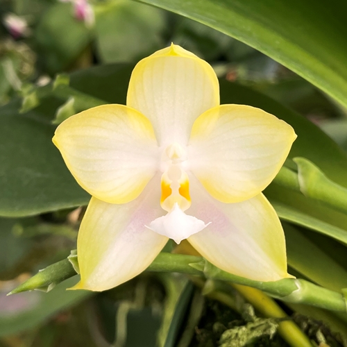 Phalaenopsis Select 18